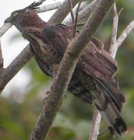菲律宾蜂鹰 菲律宾蜂鹰的图片