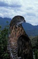 ���ɱ���ӥ