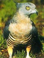 凤头鹃隼 凤头鹃隼的图片