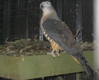 ��ͷ����