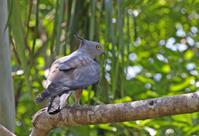 ��ͷ����