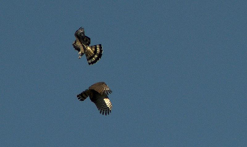 ������ͼƬ