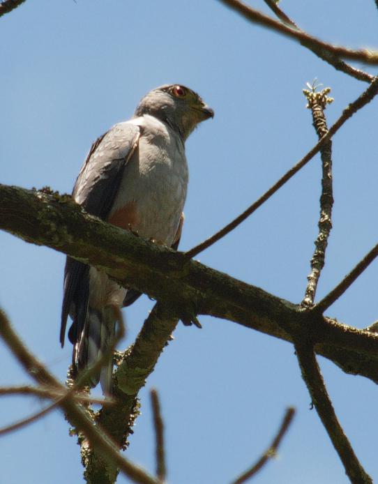 ���ȳ�ӥ��ͼƬ