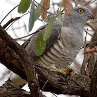 西非鹃隼 西非鹃隼的图片