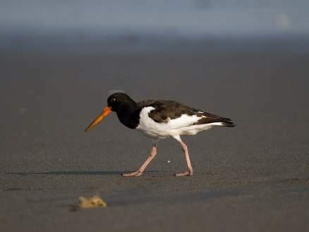 澳洲斑蛎鹬 澳洲斑蛎鹬的图片