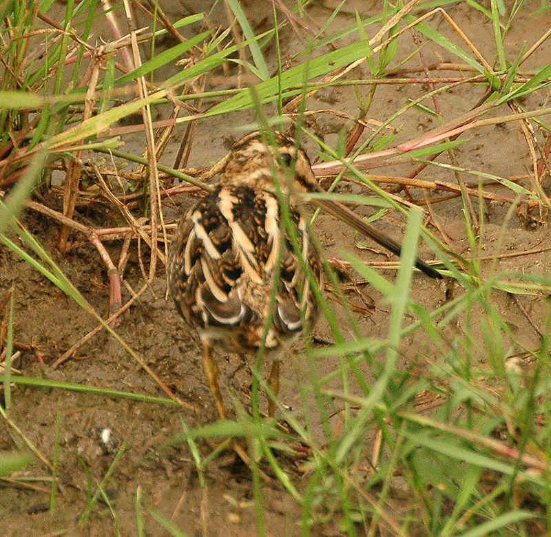 非洲沙锥 非洲沙锥的图片
