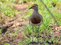 褐胸麦鸡 褐胸麦鸡的图片