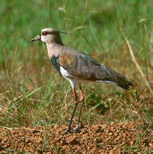 ��ͷ�����