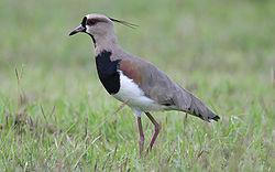 ��ͷ�����