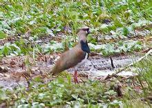 ��ͷ�����