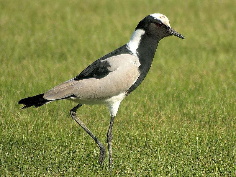 黑背麦鸡 黑背麦鸡的图片