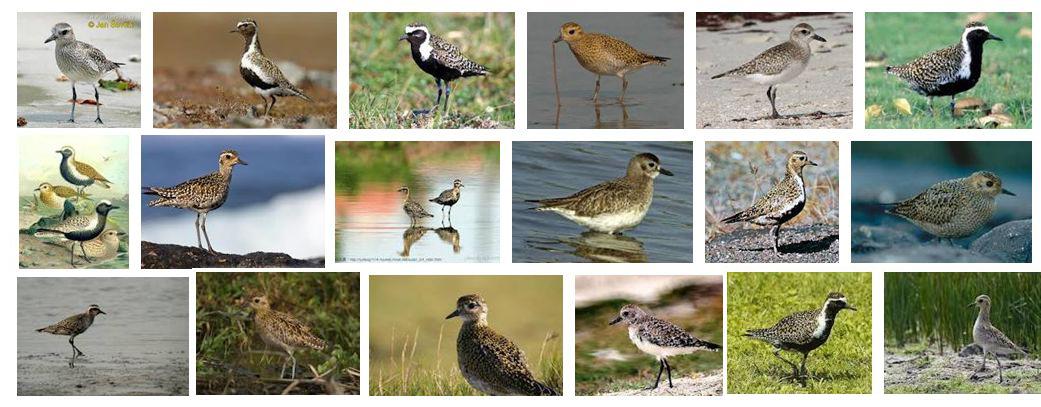 ���a����ͼƬ