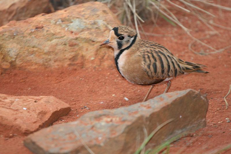 С���a����ͼƬ