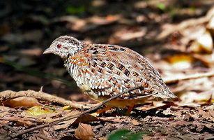 ������ֺ��