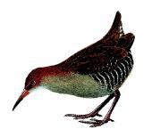 �µ�������ͼƬ