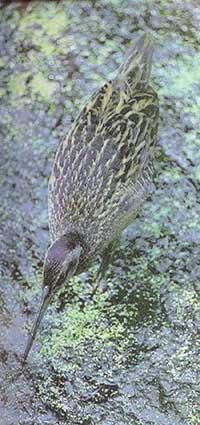 �µ�����