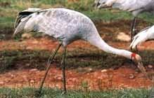 澳洲鹤 澳洲鹤的图片