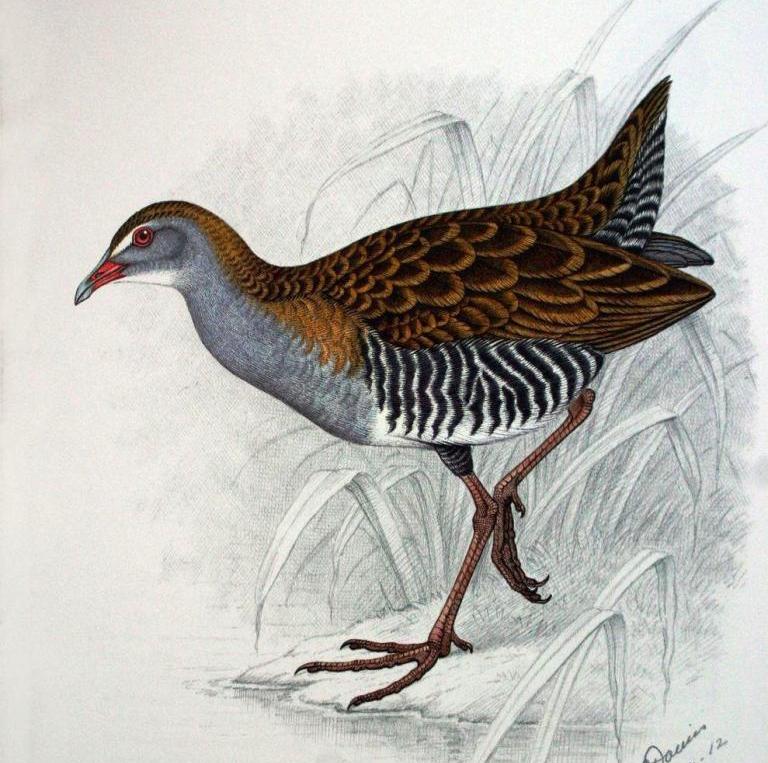 非洲秧鸡 非洲秧鸡的图片