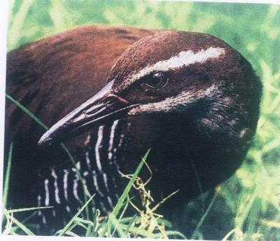 �ص�����