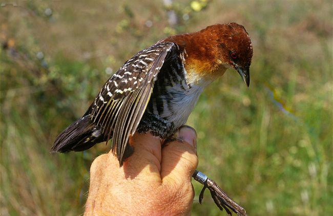 棕脸田鸡 棕脸田鸡的图片