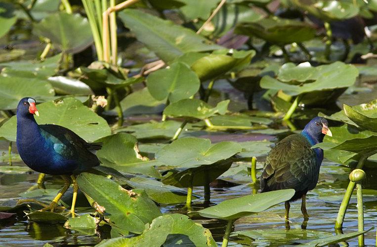 ����ˮ��