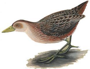 斑纹田鸡 斑纹田鸡的图片