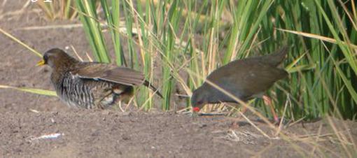 ���ױ���������ͼƬ