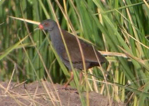 ���ױ�������