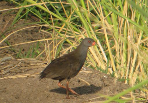 ���ױ�������