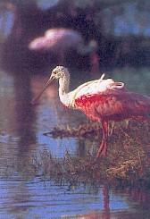 �ۺ�����