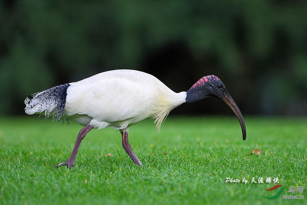 澳洲白鹮 澳洲白鹮的图片