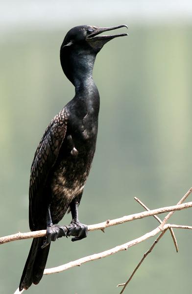 Ó¡¶ÈðµðË Ó¡¶Èðµð˵ÄͼƬ