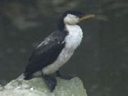 С����˵�ͼƬ