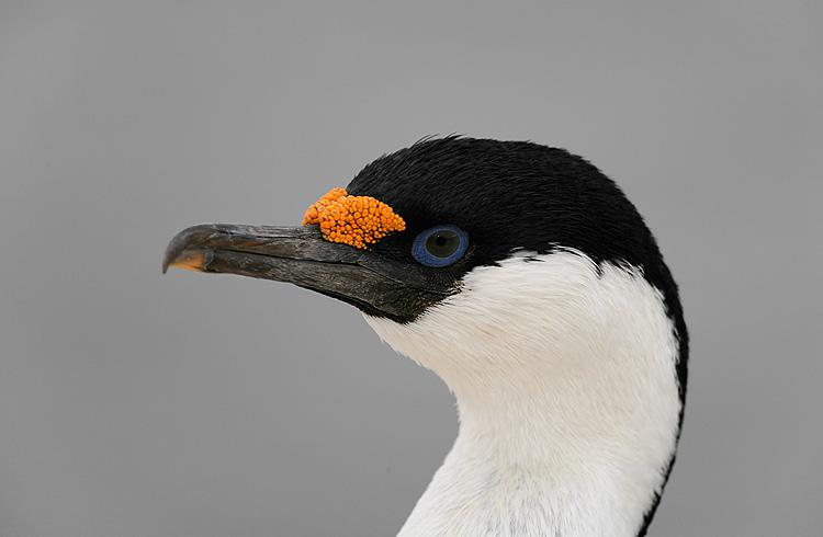 哈岛鸬鹚 哈岛鸬鹚的图片