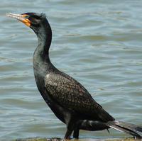 ˫����˵�ͼƬ