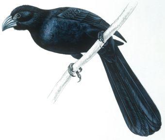 ����Ϭ��