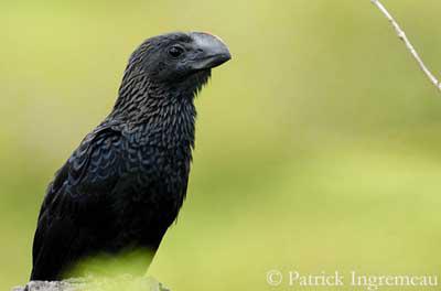 ����Ϭ��