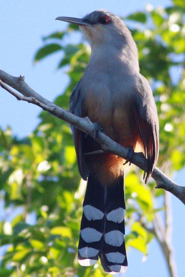 长嘴蜥鹃 长嘴蜥鹃的图片