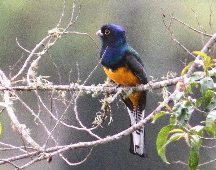 ��³����ҧ��