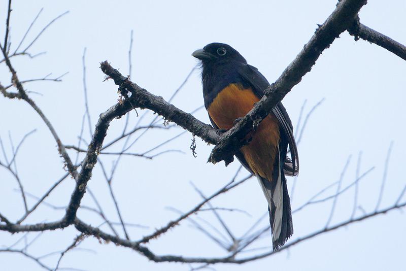 ��β����ҧ��