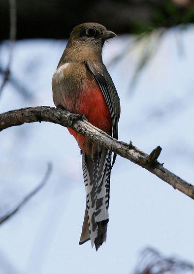 ��ɽ����ҧ��
