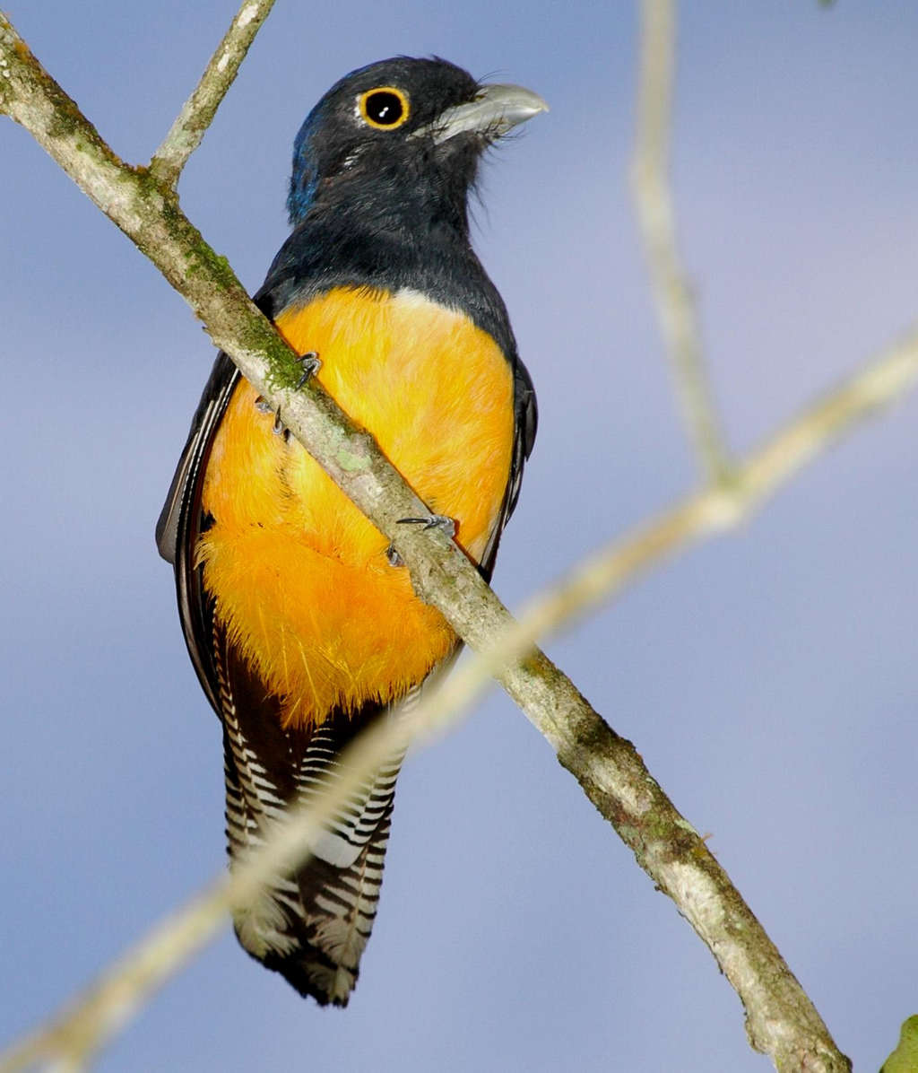 紫头美洲咬鹃 紫头美洲咬鹃的图片