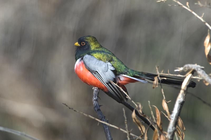 ͭβ����ҧ��