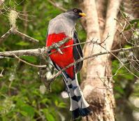 ����ҧ��