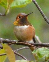 ͭβ�������