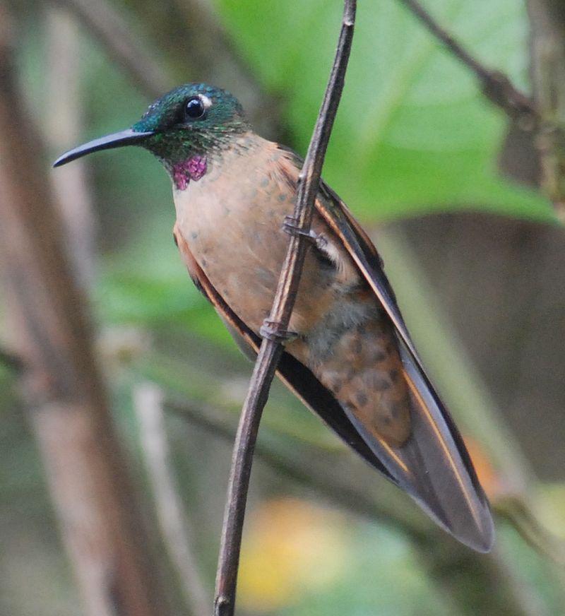 棕胸辉蜂鸟 棕胸辉蜂鸟的图片