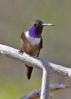 �͹������Ƿ���