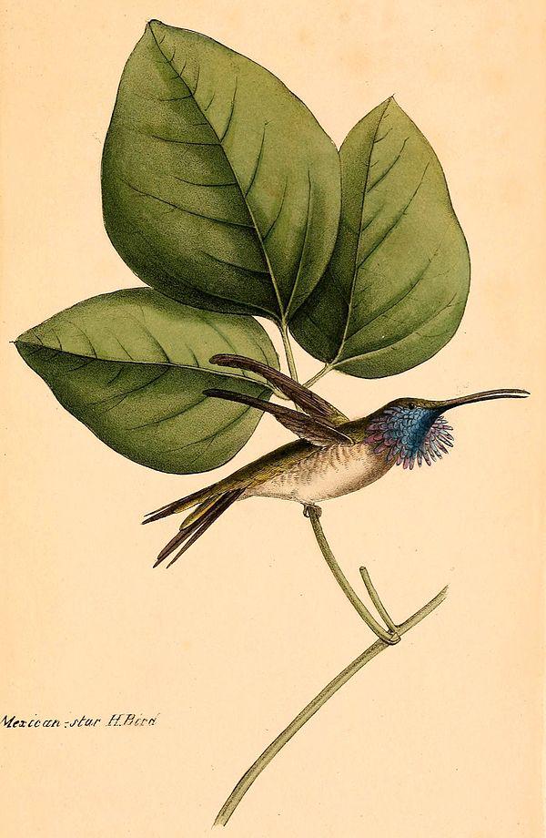 瑰丽蜂鸟 瑰丽蜂鸟的图片