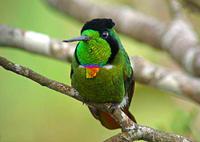 妆脸蜂鸟 妆脸蜂鸟的图片