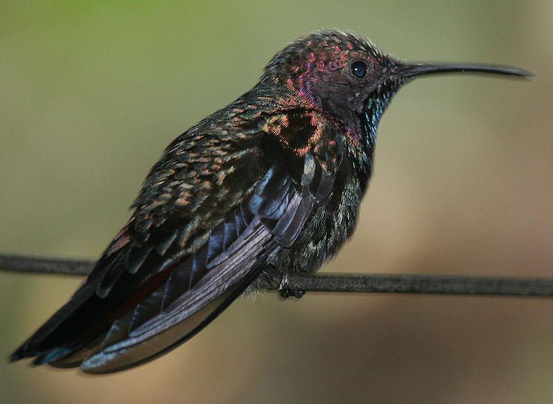 牙买加芒果蜂鸟 牙买加芒果蜂鸟的图片